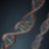 DNA double helix representation illustrating genetic analysis