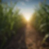 GMO corn field under bright sunlight