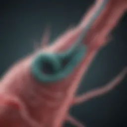 Visual representation of Helicobacter pylori bacteria in the stomach lining