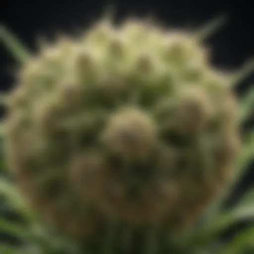 Molecular structure of Hemp-D Mannose