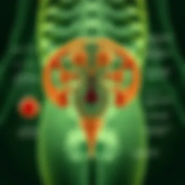 Mechanisms of Herbal Treatments An infographic illustrating the mechanisms of herbal treatments
