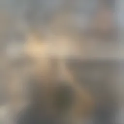 A sprouting plant symbolizing new beginnings.