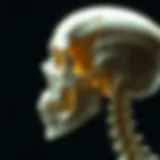 Detailed view of cranial bones showcasing their structure and connections.