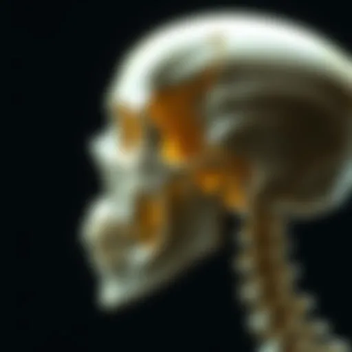 Detailed view of cranial bones showcasing their structure and connections.