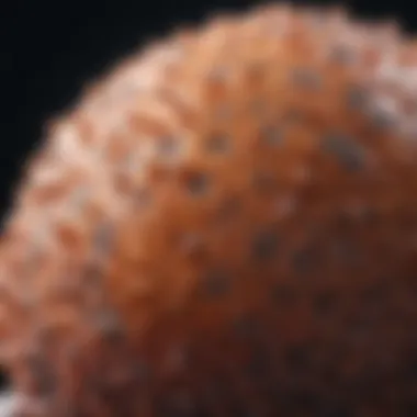 Images of Squamous Cell Carcinoma: An In-Depth Analysis Introduction Images of Squamous Cell Carcinoma: An In-Depth Analysis Introduction