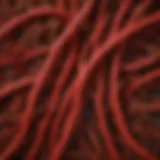 A close-up of Korean red ginseng roots showcasing their texture and color