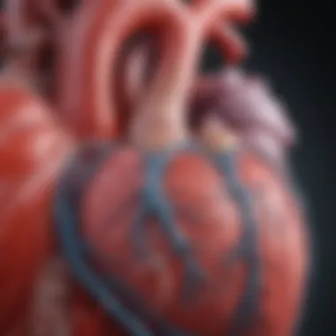 Illustration of heart anatomy showing left ventricle dynamics