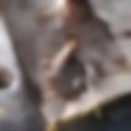 Illustration depicting various types of liver lesions