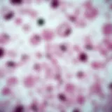 Microscopic view of lung adenocarcinoma cell culture