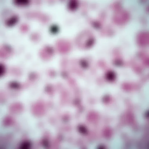 Microscopic view of lung adenocarcinoma cell culture