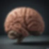 Illustration of brain structures involved in anger