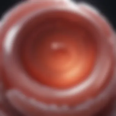 Timing of Ovulation Graphic representation of ovulation timing