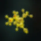 Chemical Structure of Paraquat Chemical structure of paraquat showcasing its toxic components