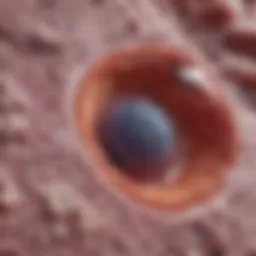 Histopathological analysis of renal cell carcinoma tissue