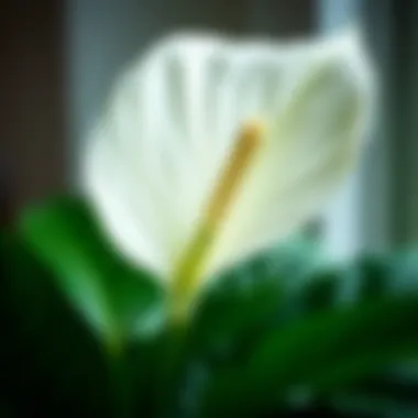 Peace Lily: A Champion of Indoor Air Purification Close-up of a Peace Lily showcasing its leaves and flowers