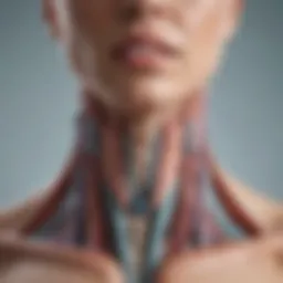 Illustration depicting the thyroid gland's anatomy