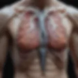 Anatomical structures relevant to chest X-ray interpretation