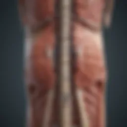 Illustration depicting spinal cord anatomy