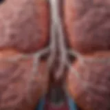 Detailed overview of lung cancer pathophysiology