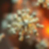 Mechanism of action of tadalafil