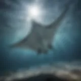 A graceful manta ray gliding through the ocean waters