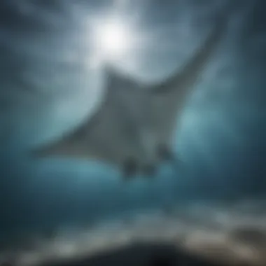 A graceful manta ray gliding through the ocean waters