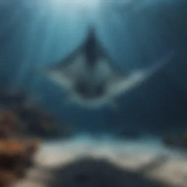 Underwater scene showing the majestic size of manta rays