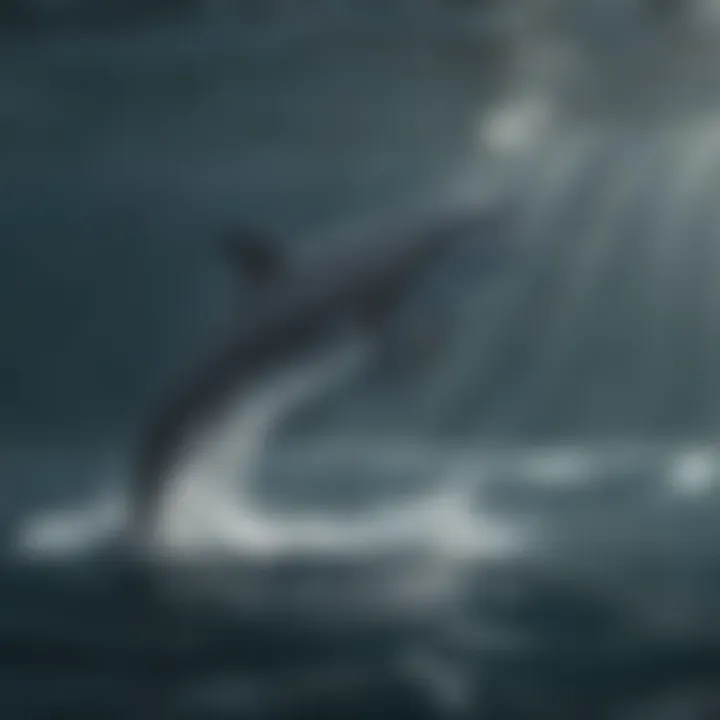 An infographic depicting the threats faced by dolphin populations