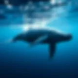 The Global Distribution of Humpback Whales Introduction