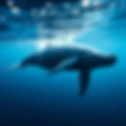 The Global Distribution of Humpback Whales Introduction