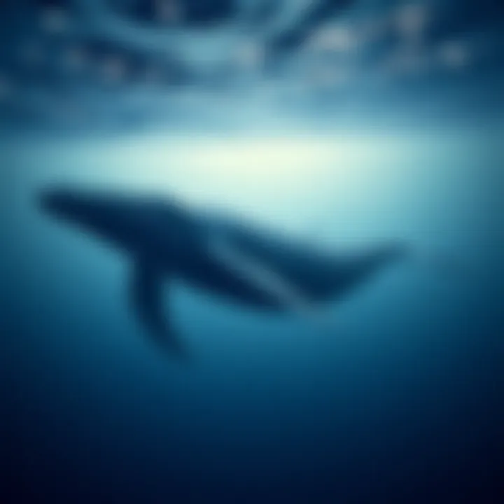 The Global Distribution of Humpback Whales Summary