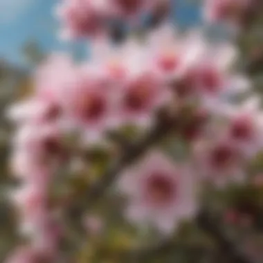 Close-up view of Manuka flowers showcasing intricate details.