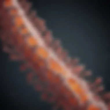 Visual representation of translation phase in protein synthesis
