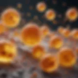 Illustration depicting the interaction between vitamin D and immune cells