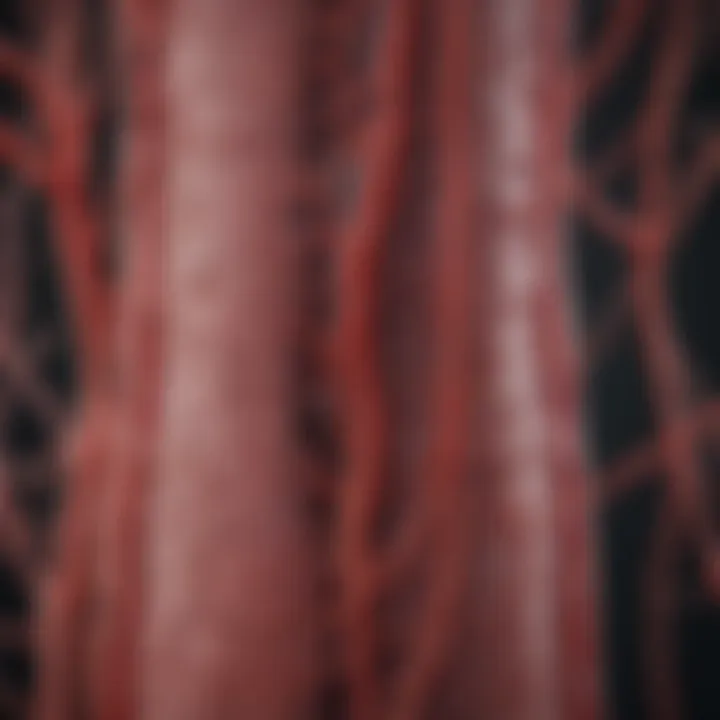 A diagram depicting the anatomy of blood vessels affected by blockages