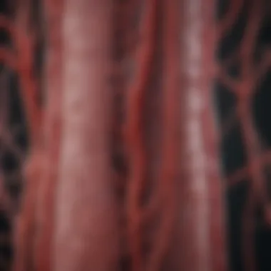 Anatomy of Affected Blood Vessels A diagram depicting the anatomy of blood vessels affected by blockages