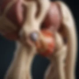 Illustration of knee joint anatomy highlighting osteoarthritis