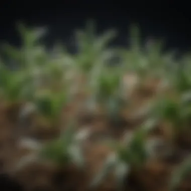 Types of Fungicides for Fusarium Wilt Management Graph showcasing different types of fungicides used against Fusarium wilt