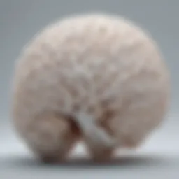 Illustration of the brain highlighting white matter regions affected by leukodystrophy