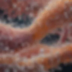 Microscopic view of Candida species