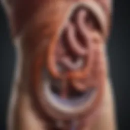 Illustration of digestive system highlighting constipation