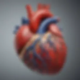 Detailed diagram illustrating the structure of the heart and its chambers