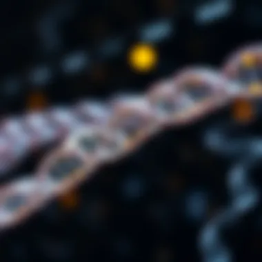 Applications of DNA Sequencing in Genetics Graphic representation of genetic analysis applications