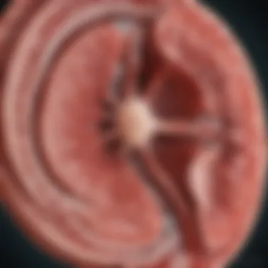 Diagram illustrating kidney function and eGFR significance