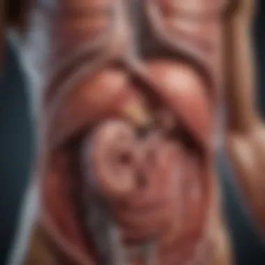 Digestive System Overview A diagram illustrating the digestive system with emphasis on the stomach.