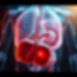 Illustration depicting the anatomy of intrahepatic bile ducts