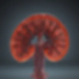 Detailed diagram of kidney function tests