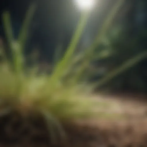 Close-up view of lemongrass infested with pests