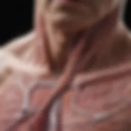 Illustration demonstrating linear fibrosis in lung tissue