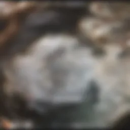 A detailed diagram illustrating different types of lymphoma cells under a microscope.